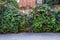 Old wooden small gate in the natural greenery in front of the house