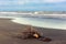 Old wooden snag on the sea shore