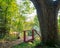 Old Wooden Stairs at a Cottage next to Large Tree