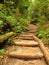 Old wooden stairs in overgrown forest garden, tourist footpath. Steps from cut beech trunks, fresh green branches