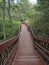 Old wooden stairway in forest, nature trail in reserve.