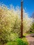Old wooden telegraph pole on the side of the road with flowering wild cherry trees