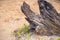 Old wooden trunk on sand soil, natural photo abstraction. Climate change or environment problem concept