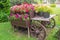 Old wooden vintage trolley with flower pots and boxes with colorful Petunia flowers and geraniums in the garden on a Sunny summer