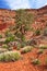 Old Wooden Wagon in Desert