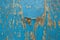 Old wooden wall with blue paint pealing off