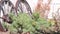 Old wooden wheel, white wall in mexican rural homestead garden. Succulent plants