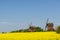 Old wooden windmills by a blossom rapeseed field