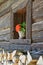 An old wooden window with a flower