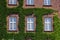 Old wooden windows overgrown by Ivy on house facade