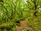 Old woodland at Ladybower, Peak District, U.K.