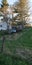 Old work truck sitting in a field beside a white house