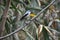 Old World flycatchers -Bird, belongns to Muscicapidae family