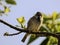 Old world flycatchers sitting on a tree branch surrounded by greenery with a blurry background