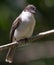 Old world flycatchers sitting on a tree branch surrounded by greenery with a blurry background