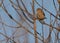 Old World Sparrow Perched on Tree on Sunny Winter Morning