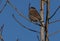 Old World Sparrow Perched on Tree on Sunny Winter Morning