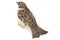 Old World sparrows are a family of small passerine birds. They are also known as true sparrows,