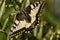 Old world swallowtail