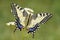 Old World Swallowtail butterfly - Papilio machaon