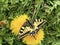 The Old World swallowtail butterfly Papilio machaon or Schwalbenschwanz Schmetterling
