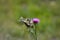 Old World swallowtail butterfly on a Spear Thistle flower