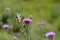 Old World swallowtail butterfly on a Spear Thistle flower