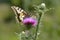 Old World swallowtail butterfly on a Spear Thistle flower