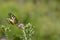 Old World swallowtail butterfly on a Spear Thistle flower