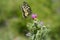 Old World swallowtail butterfly on a Spear Thistle flower