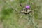 Old World swallowtail butterfly on a Spear Thistle flower