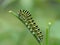 Old World Swallowtail caterpillar