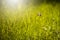 Old world swallowtail flying over a meadow with green grass in summer nature