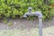 Old and worn garden faucets in the garden.