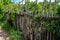 An old worn and leaning picket fence in the village against a background of dense green vegetation