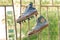 Old worn-out and leaky football shoes with homemade spikes from roofing screws were washed and dried on a rusty grille in the