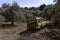 Old worn truck landrover left behind in olive grove