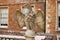 An old worn and weathered eagle statue stands guard at an English country house