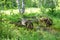 old wrecked cart stands in the middle of the forest