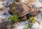 Old and Wrinkled Florida Gopher Tortoise