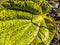 This is the old and yellow betel leaf macro shot when sunlight fall on this leaf