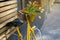 Old yellow Bicycle with basket of decorative tulips. Bike with bouquet of flowers. Retro style. Creative decoration cafe. Close-up