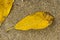 Old yellow leaves simmered on the rocky floor