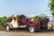 Old yellow truck used to display flowering plants