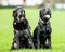 Old and Young Black Labradors Standing close togetherwaiting to catch a ball