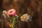 Old And Young Straw Flower With Blurs Background