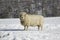 Olde English Babydoll Southdown Ewe Sheep