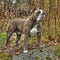 Olde English Bulldog in HDR