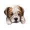 Olde English Bulldogge digital art illustration of cute dog muzzle isolated on white. Leavitt Bulldog hand drawn