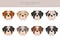 Olde English Bulldogge, Leavitt Bulldog  clipart. Different poses, coat colors set